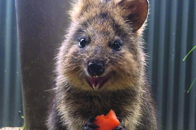 Kuranda Koala Gardens and Birdworld Admission Tickets - Who Will Love This Tour?