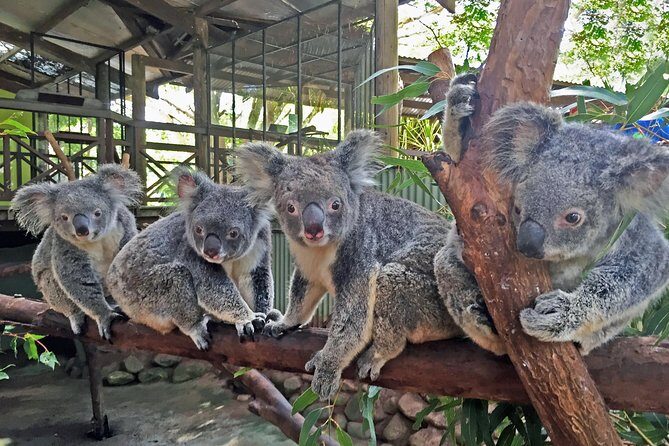 Kuranda Rainforestation Nature Park Ticket (BNP) - Exploring Kuranda Rainforestation Nature Park: A Comprehensive Review