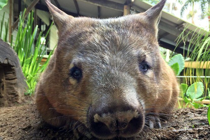 Kuranda Rainforestation Nature Park Ticket (BNP) - Key Points