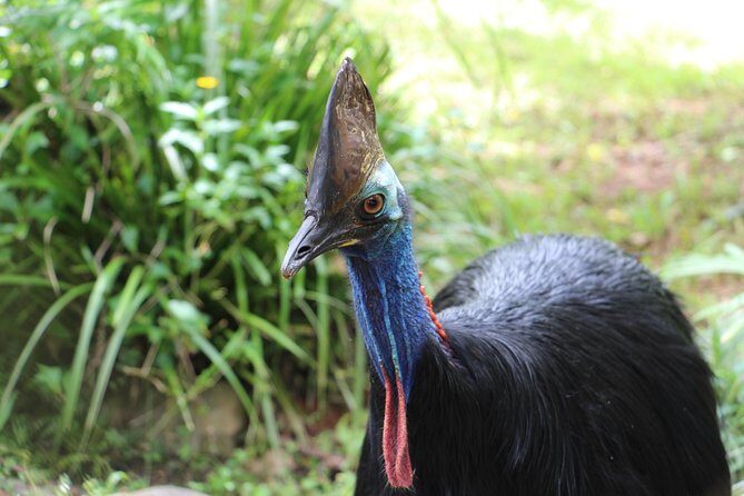 Kuranda Rainforestation Nature Park Ticket (BNP) - Frequently Asked Questions