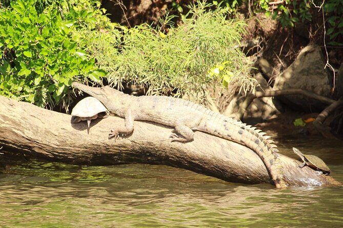 Kuranda Riverboat Sightseeing Cruise - The Sum Up: Who Should Take This Tour?