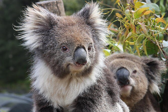 Kuranda Wildlife Experience Deluxe Multi Attraction Pass - The Sum Up