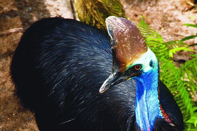 Kuranda Wildlife Experience Deluxe Multi Attraction Pass - FAQ