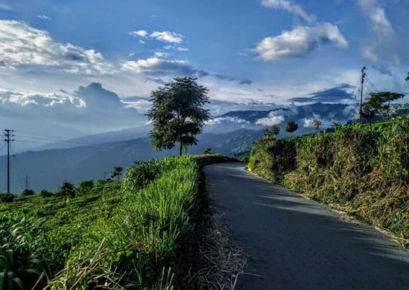 Kurseong: White Orchid Trail Hike with Hotel Pickup - Kurseong: White Orchid Trail Hike with Hotel Pickup