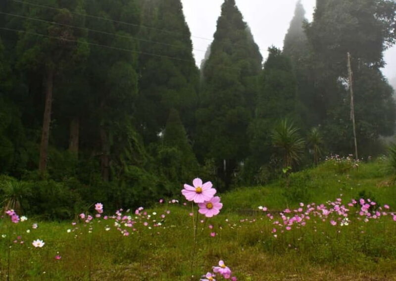 Kurseong: White Orchid Trail Hike with Hotel Pickup - Key Points