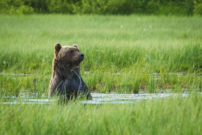 Kuusamo: Bear Watching Overnight Tour - Key Points