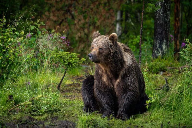 Kuusamo: Bear Watching Overnight Tour - Exploring the Details of the Tour