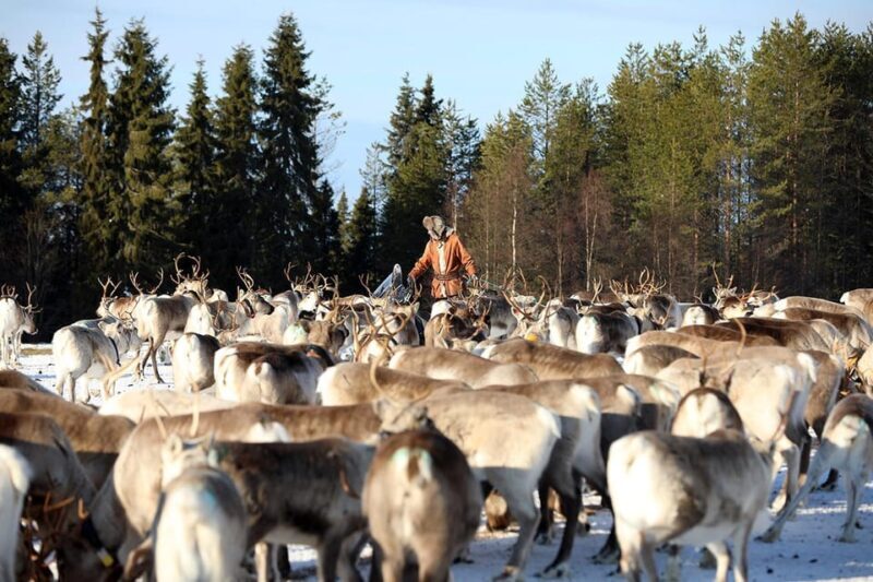 Kuusamo: Morning Feeding of Hundreds of Reindeer - An Honest Look at the Reindeer Morning Feeding Tour