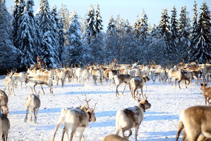 Kuusamo: Morning Feeding of Hundreds of Reindeer - Frequently Asked Questions