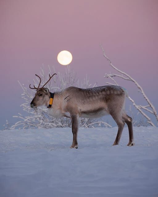 Kuusamo: Reindeer Farm Visit - Key Points