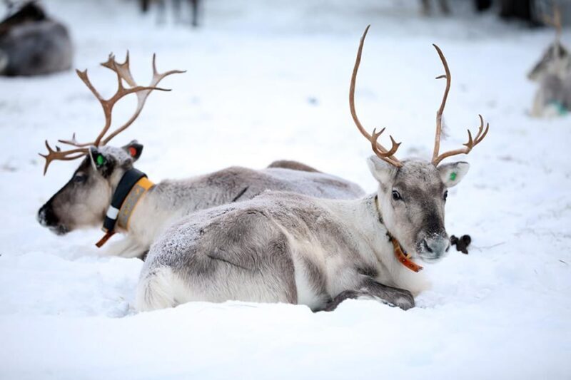 Kuusamo: Reindeer Farm Visit - Discovering Kuusamo’s Reindeer Farm: A Genuine Arctic Experience