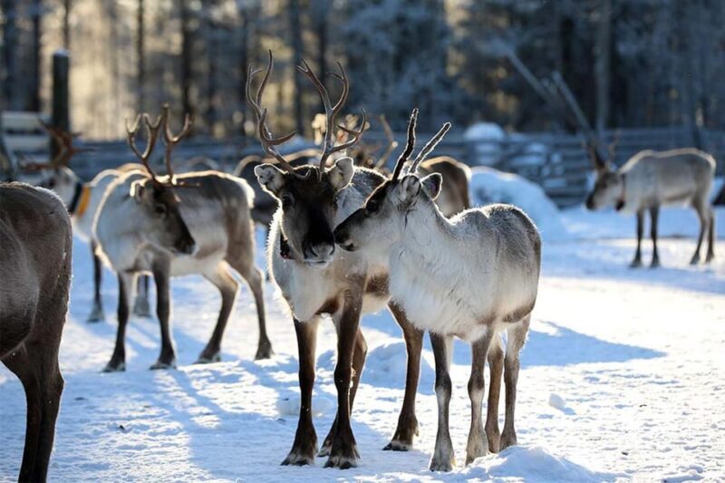 Kuusamo: Reindeer Farm Visit - Final Thoughts: Why You Should Consider It