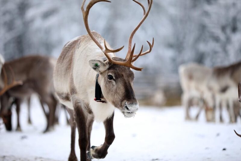 Kuusamo: Reindeer Sleigh Ride and Farm Visit - Key Points