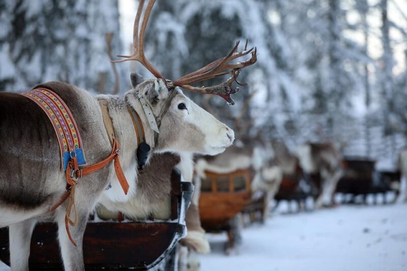 Kuusamo: Reindeer Sleigh Ride and Farm Visit - Final Thoughts on the Reindeer Farm Visit in Kuusamo