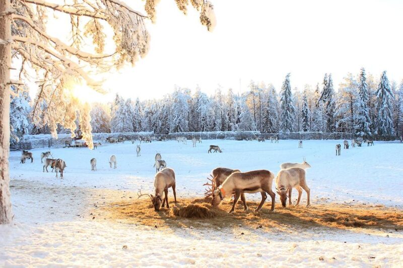 Kuusamo: Reindeer Sleigh Ride and Farm Visit - FAQs