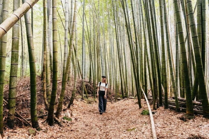 Kyoto: 3-Hour Fushimi Inari Shrine Hidden Hiking Tour - Why Choose This Tour?