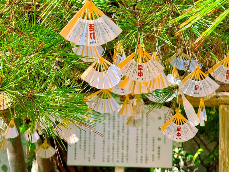 Kyoto Amanohashidate & Ine Funaya Full-Day Sightseeing Experience - How the pace and price affect the value