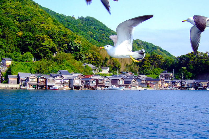 Kyoto Amanohashidate & Ine Funaya Full-Day Tour - Is $51.09 good value?