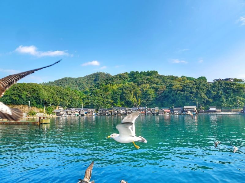 Kyoto Amanohashidate & Ine Funaya & Ine Bay Scenic Day Trip (Departing from Osaka or Kyoto) - Chion-ji Temple adds a quieter pause