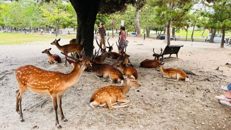 Kyoto and Nara Customised Full Day Private Tour with Pickup - Final Thoughts