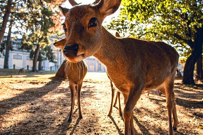 Kyoto and Nara Day Tour From Osaka with Deer Sightings - The Sum Up