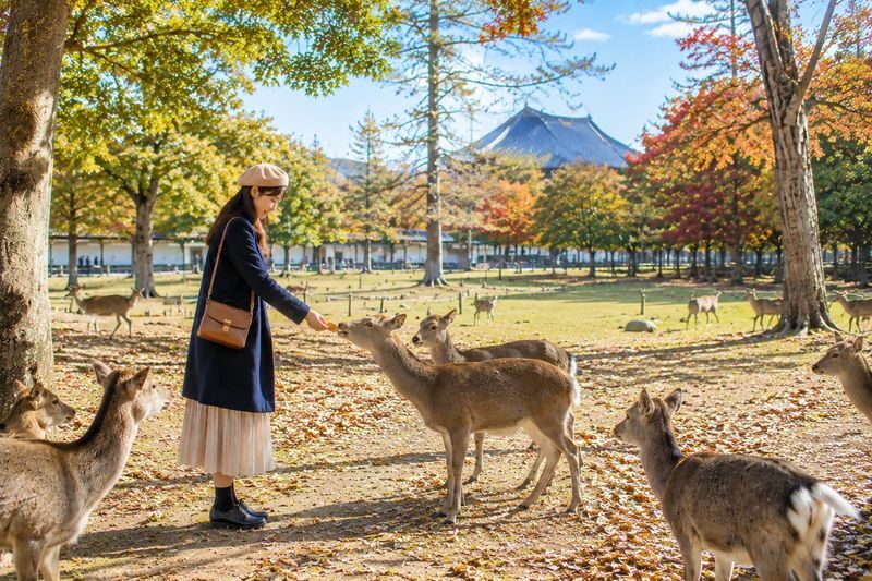 Kyoto and Nara Day Tour(Optional upgrade to Wagyu "Kobe Beef" lunch) - Kinkakuji, Kyoto’s Golden Pavilion
