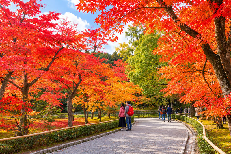 Kyoto and Nara Day Tour(Optional upgrade to Wagyu "Kobe Beef" lunch) - Lunch: bring your own plan or book a set