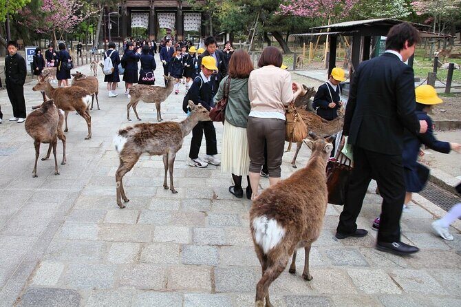 Kyoto and Nara Highlights with English speaking Driver and Guide - Key Points