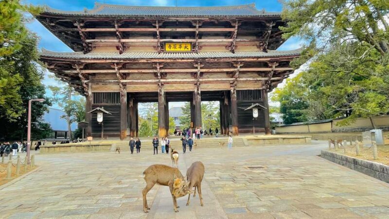 Kyoto and Nara: Private Tour with English speaking Guide - Practical Details and Tips