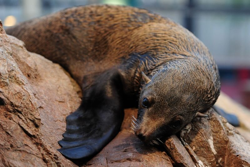 Kyoto Aquarium Admission Ticket - How the size affects the value