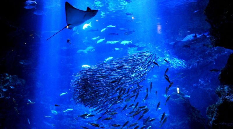 Kyoto Aquarium Admission Ticket - Is Kyoto Aquarium worth booking?