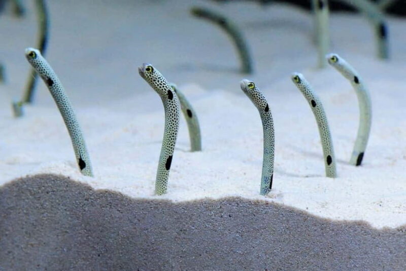 Kyoto Aquarium Admission Ticket - A Practical Guide to Visiting Kyoto Aquarium