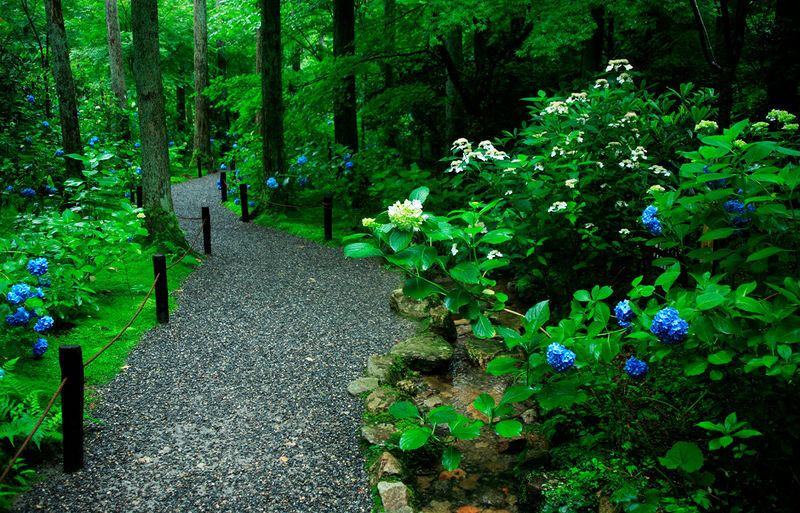 Kyoto Arashiyama and Sanzen-in Zen Garden One-Day Tour Experience - Arashiyama: bamboo paths and a different Kyoto