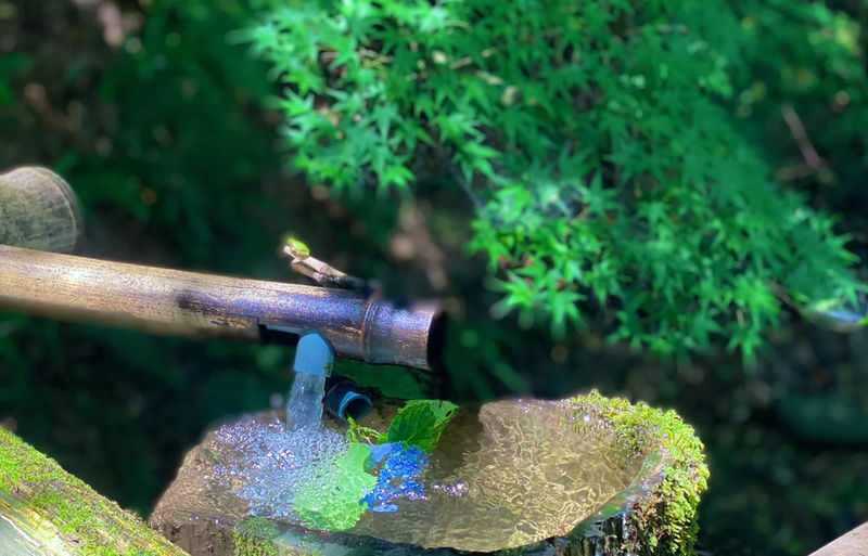 Kyoto Arashiyama and Sanzen-in Zen Garden One-Day Tour Experience - A relaxed pace, with a guide keeping the day moving