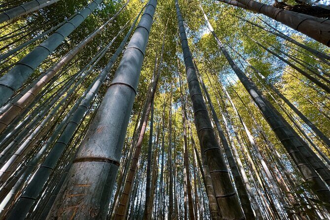 Kyoto: Arashiyama, bamboo forest and beyond - Key Points