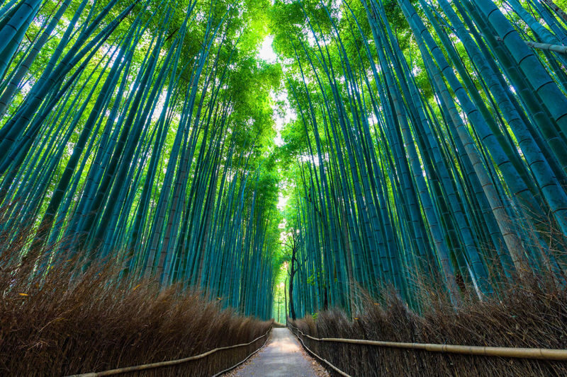 Kyoto Arashiyama Bamboo Forest & Garden Half Day Guided Walking Tour - From Saga-Arashiyama station into the bamboo