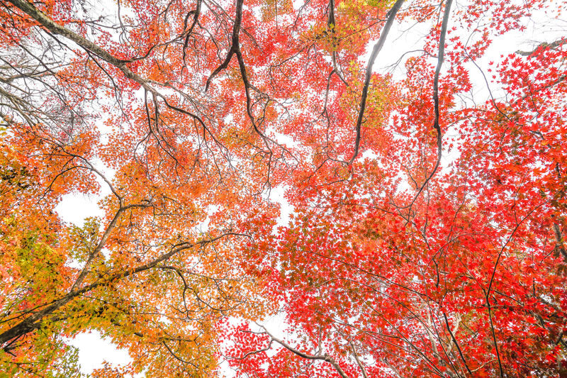 Kyoto Arashiyama Bamboo Forest & Garden Half Day Guided Walking Tour - Matcha, photos, and the pace of the walk