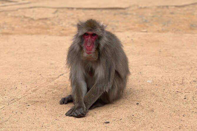 Kyoto: Arashiyama Bamboo Forest, Monkeys, Matcha & Temple Tour - Final Thoughts