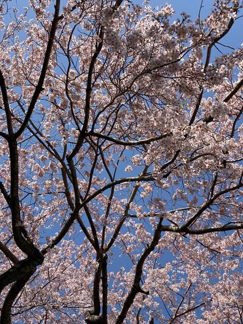 Kyoto: Arashiyama Bamboo Forest Morning Tour by Bike - Key Points