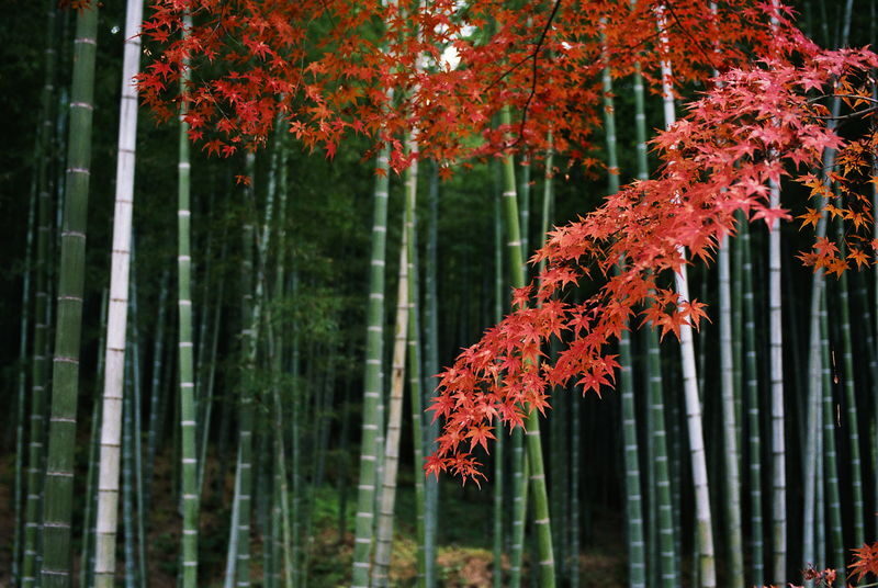 Kyoto Arashiyama Bamboo Forest & Togetsukyo Bridge Half-Day Small Group Tour - Who should choose this Arashiyama outing