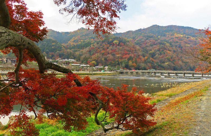 Kyoto Arashiyama Bamboo Forest & Togetsukyo Bridge Half-Day Small Group Tour - Should you book the tour?