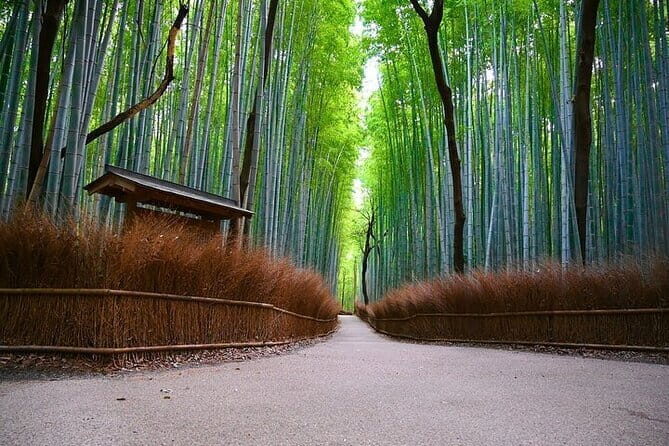 Kyoto Arashiyama: Fall Foliage Walking TourAutumn's limited - The Enchanting Bamboo Grove: A Green Tunnel in Autumn