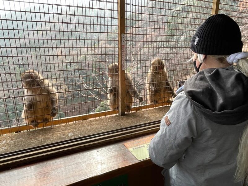 Kyoto: Arashiyama Guided Tour, Bamboo, Monkey, Zen Temple - Key Points