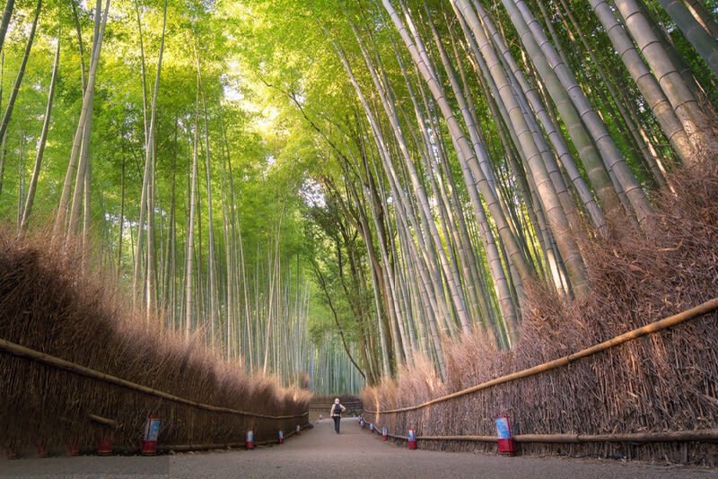 Kyoto Arashiyama & Katsuoji Temple Internet-Famous Scenic Spots Check-in: Arashiyama Scenic Railway & Fushimi Inari-taisha Shrine Senbon Torii & Internet-Famous Katsuoji Temple Daruma Doll One-Day Tour | Depart from Osaka or Kyoto - The Osaka start and Kyoto-or-Osaka finish