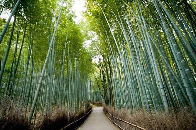 Kyoto Arashiyama Rickshaw Tour with Bamboo Forest - A Detailed Look at the Kyoto Bamboo Forest Rickshaw Tour