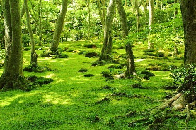 Kyoto Arashiyama & Sagano Bamboo Private Tour with Government-Licensed Guide - Who Will Love This Tour?