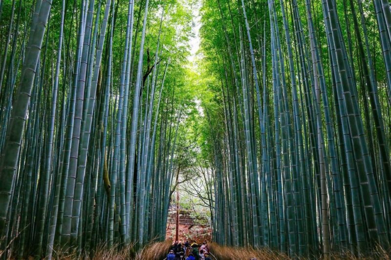 Kyoto: Arashiyama Tour with optional Sagano Romantic Train - Key Points