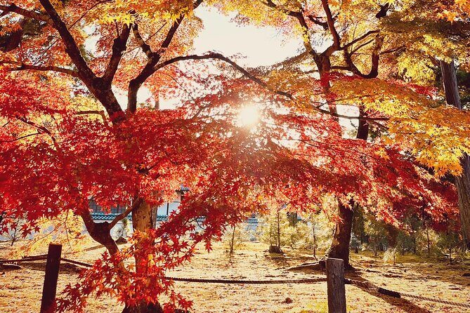 Kyoto Autumn Foliage Private Car Tour Temples and Gardens - Mid-Visit Highlights: The Famous Bamboo Grove and Fewer Tourists