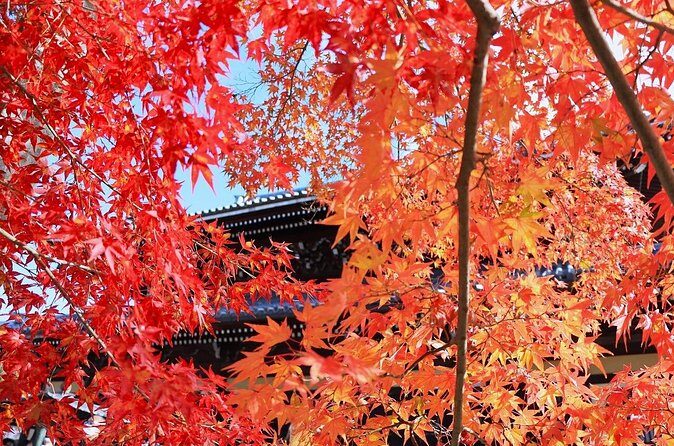 Kyoto Autumn Foliage Private Car Tour Temples and Gardens - Who Should Consider This Tour?