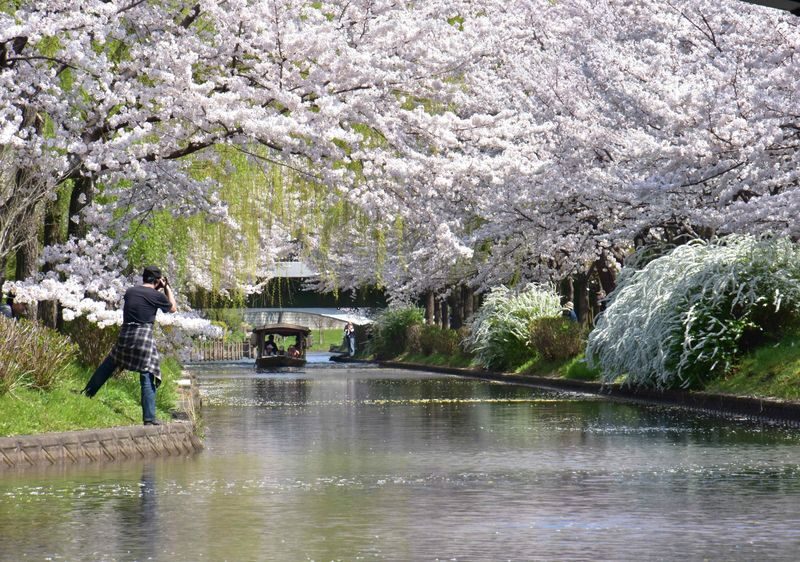 Kyoto Cherry Blossom Day Tour: Fushimi Jikkokubune Boat Walk / Sewari Dike Cherry Blossom Tunnel / Daigo-ji Temple (Departure from Osaka/Kyoto) - Three very different spring stops